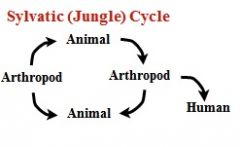 it can stay in the jungle where the cycle can continue, and doesn’t really need a human host
