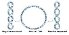 PROKARYOTE
-bacterial genomes consist of a single circular DNA molecule
-circular DNA is complexed to proteins - helps with compaction/packaging
-forms small/supercoiled twisted loops
-topoisomerase: enzyme that relieves supercoiling prior to repl...