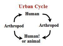 the human is actually part of the chain/cycle