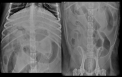 occlusion of intestinal lumen
foreign objects
intussusception
mural mass
extrinsic lesions

determine the cause

radiographic signs:
variable - depends on location, duration, vom
complete or partial
location in the GI tract
duration

...