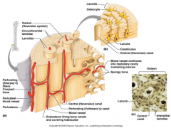 - Osteocytes "sit" in pockets called lacunae ("little lakes")
- Lacunae are found between thin sheets of calcified matrix