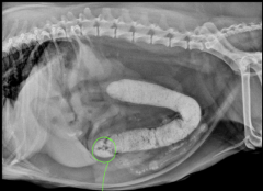 Gravel Sign

ileocecal stenosis

opaque ingestion - dessication