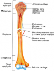- Long shaft of a bone
- Composed mostly of compact bone