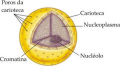 

Controle de atividades celulares e características hereditárias. Células anucleadas (hemácias), uninucleadas (neurônio) e polinucleadas (fibra muscular estriada). É formado por cromatina.