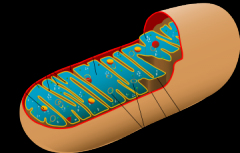 

Produção de ATP. Envolvida por 2 membranas, possui enzimas respiratórias, ribossomos, DNA (materno) e RNA.