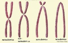 

No período de divisão celular a cromatina vira cromossomos. Antes de dividir os filamentos de cromatina eles são duplicados, sendo chamados de cromátides irmãs.