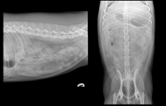 uniform size when distended
larger than small bowel
should not exceed the length of L4
dogs - <1-1.5X L7 length
cats - normal < 1.28 X L5 length
megacolon >11.48 X L5 length
colonic wall is thinner than small bowel at 2mm