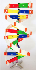  


Label the following on the DNA model: deoxyribose, adenine, cytosine, guanine, thymine, and phosphate groups 