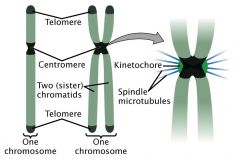 -telomere: ends of chromosomes, enhance stability
-centromere: primary constriction of a chromosome - binds chromatids together, contains the kinetochore, essential for chromosome separation
-kinetochore: complex of DNA and proteins - spindle fibe...