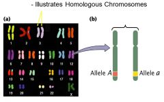 -pic of metaphase-shaped chromosomes (most highly condensed)
-allele A and a = each have 1 form
-categorized/paired up by size and centromere location
-pic is simplified because only homologs, no sister chromatids