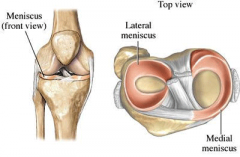 what is the function of the medial and lateral menisci?