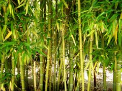 Bamboo; Bamboo; 
many different genera