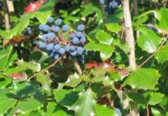 Wild Oregon Grape;Uva de Oregon;
Mahonia aquifolium
