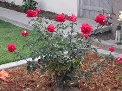 Hybrid Tea Roses;Rosa sp;
Rosa spp