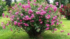 Shrub Roses;
Rosa arbusto;
Rosa spp