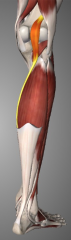S: small fusiform, extremely long tendon

R: sandwhiched between Gastroc and SOleus, posterior to knee joint, overlies oblique popliteal ligament

O: lower part of lateral supracondylar line & oblique popliteal ligament

I: med side of Tendo-calca...