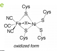 1. metabolizes hydrogen gas

2. Iron (CN=6) and Nickel(CN=5)
3. cysteines mostly