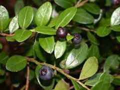 Huckleberries;Arandanos;
Vaccinium spp