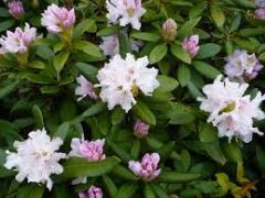 Rhododendron;
Rododendro;
Rhododendron spp