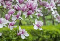Saucer Magnolia;Magnolia de soul ange;
Magnolia x soulangeana