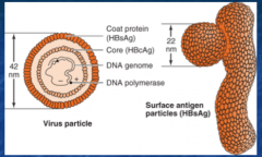 Hepadnavirus
Enveloped virus termed Dane particle
Partially ds DNA genome, 3200 bp