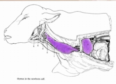 Extends down the neck, enters thoracic inlet and occupies big part of the mediastinum