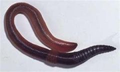 (and leeches)
Phylum _____________
(segmented worm)
