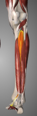S: roughly pennate

R: deepest in deep group, squeezed between FDL & FHL

O: post asp of intmembrane & post borders of Tibia & Fibula, fibres descend forms long tendon pssing behind med malleolus in groove which it shares with FDL, which lies post...