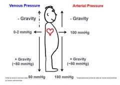 This is why highest arterial pressure = femoral arteries while standing up, due to gravity.