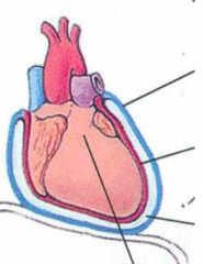 - Visceral pericardium reflects back near the origin of the great vessels and becomes the parietal pericardium
- Space contains 50 mL serous fluid