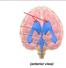 Lateral Ventricles 