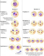 is like a cycle of mitosis twice, meiosis 1 and 2

results in halving the number of chromosomes from original cell, reproductive cells, four daughter cells