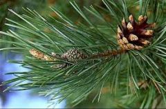 Pine;
Pino;
Pinus spp