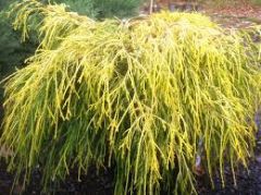 Golden Thread Cypress;Ciprés de hilo dorado;
Chamaecyparis filifera aurea