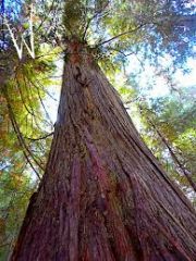 Western Red Cedar;Tuya gigante;
Thuja plicata
