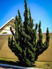 Hollywood Juniper;Enebro de la China;
Juniperus chinensis 'Kaizuka'