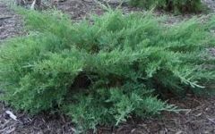 Pfizer Juniper;Enebro de Pfizer;
Juniperus x pfizeriana