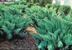 Tam Juniper;
Tam Enebro;
Juniperus sabina tamariscifolia