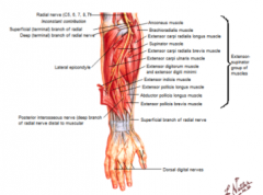 main motor branch to the extensor compartment of the forearm--> posterior interosseous nerve 

enters posterior interosseous membrane through 2 heads of the suppernator and settles onto the back of the interosseous membrane 

supplies: all muscle...