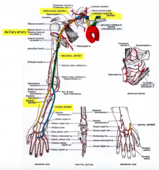 single stem artery- feeding into the limb 
at or below the middle point divides into 2 main branches
