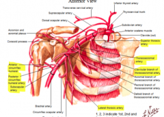 Axillary artery: 
supplies axillary walls- branches related to anterior and posterior axillar walls 