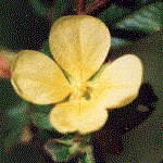 Cross shaped, 4 petals