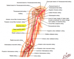 contributes to anastamoses around elbow and shoulder joint 

brachial artery branch = profunda deep brachial artery--> posterior compartment of the arm (tricepts) 
runs with the radial nerve in neurovascular bundle 

