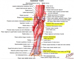 ulna artery: medial side of the anterior forearm
runs with ulnar nerve under the cover of FCU 

OVER the FR- next to psiform bone and forms superficial palmer arch 