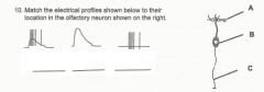 Match the electrical profiles shown beflow to their location in the olfactory neurons shown on the right.