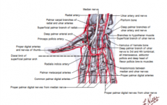 radial artery = deep palmer arch
gives rise to metacarpal arteries 