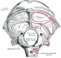 Occipital bone. Outer surface. (Condyle for artic. withatlas labeled at lower left.)
