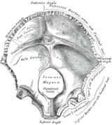 Temporal Bone
Latin: Fossa mandibularis
-Mandibular fossa