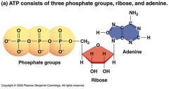 * ATP: 3 phosphate groups, ribose 
   and adenine
* high potential energy because 
   thefour - charges in its 3
   phosphate groups (O-) repel each    
   other (negative charges repel)