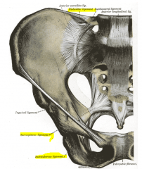 Sacrospinous - from the sacrum to the ischial spine